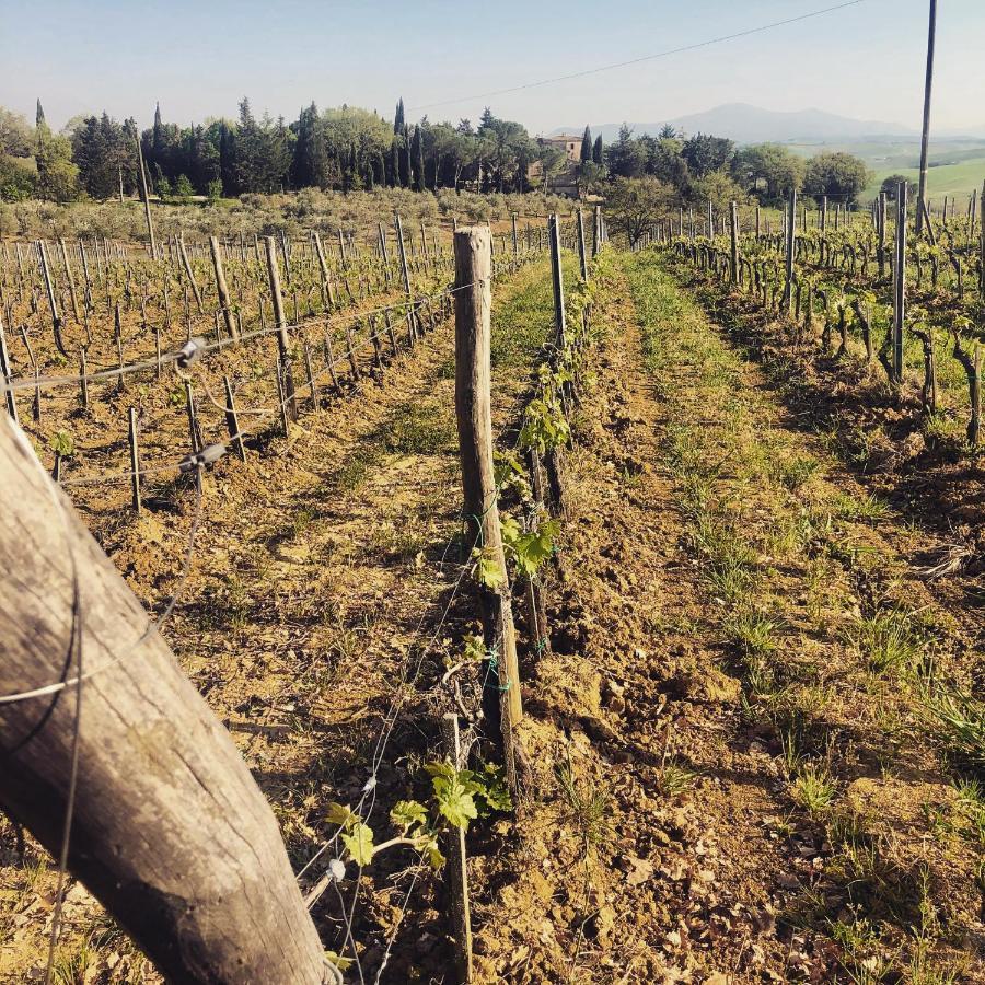 Agriturismo Pometti - Fattoria La Selva Trequanda Buitenkant foto